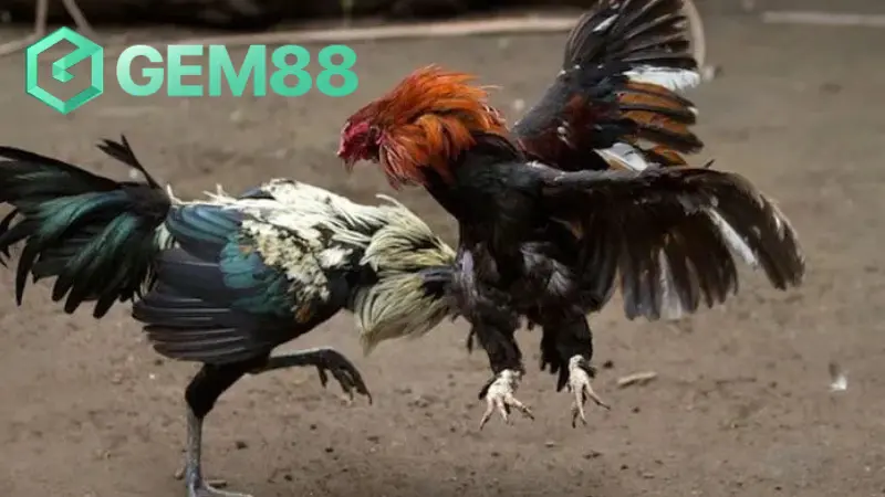Sở thích cược đá gà nào cũng được sân chơi đáp ứng