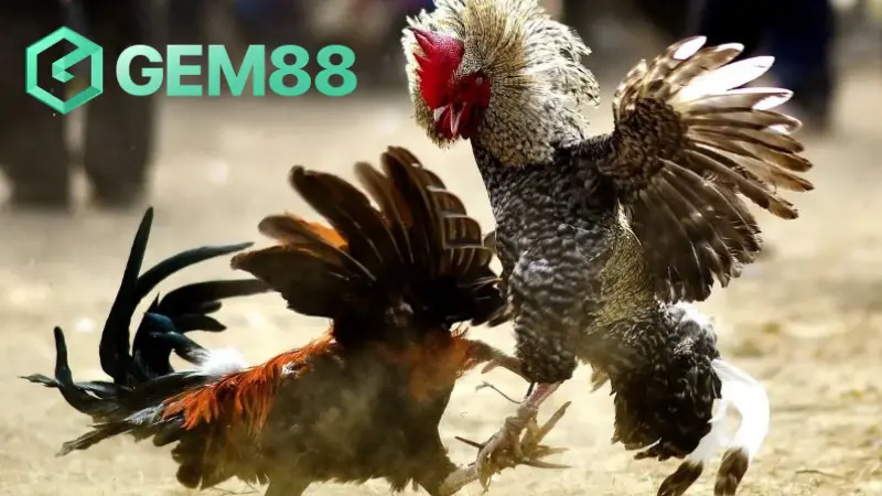 Tỷ Lệ Thành Công Của Đá Gà Hàng Xáo 