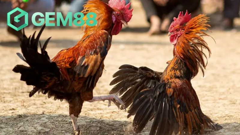 Kinh Nghiệm Để Anh Em Chơi Đá Gà 