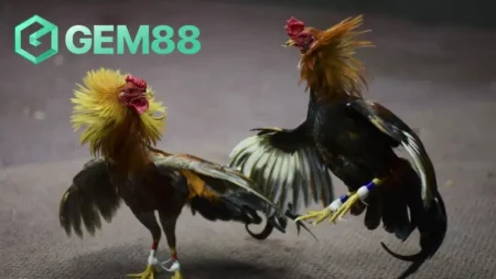 Tổng Quát Về Đá Gà Hàng Xáo