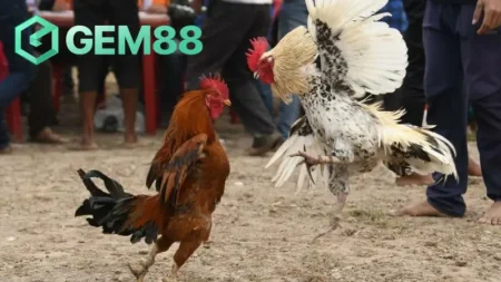 Xem đá gà trên mạng