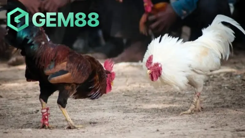 Gà đá đang trong trận