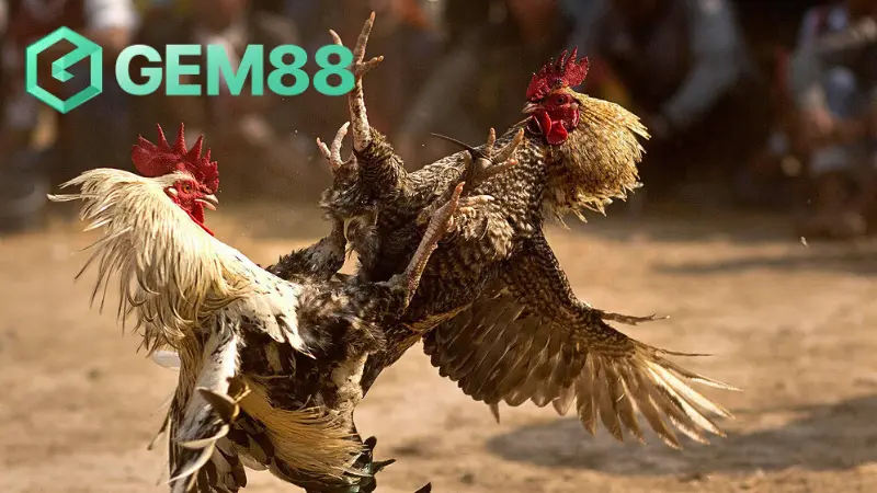 Dừng chơi cá cược đá gà trên mạng luôn thua