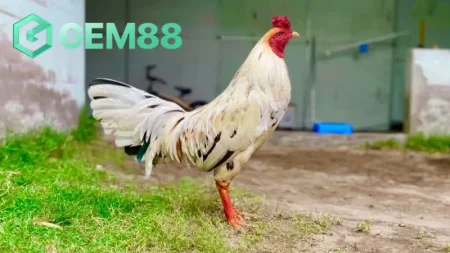 Cá cược gà bướm online tại nhà cái Gem88