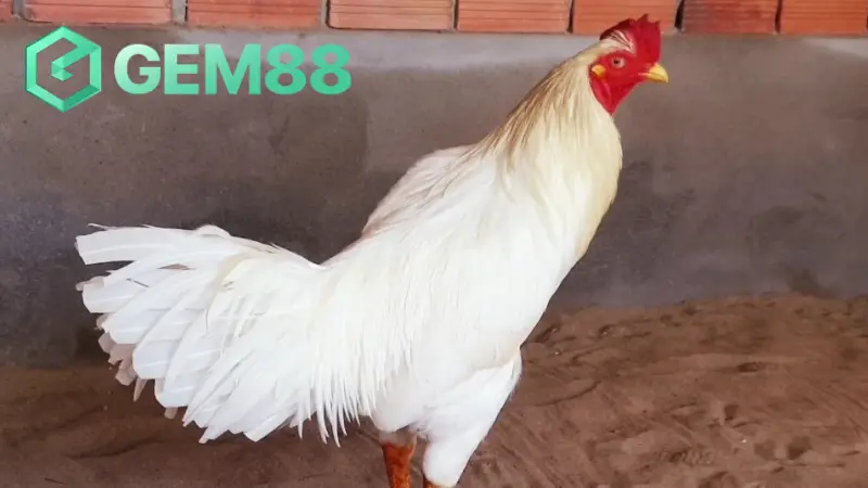 Hình dạng của gà bướm chuẩn nhất