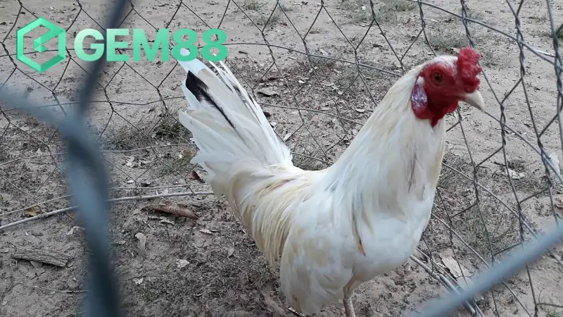 Phát trực tuyến đá gà bướm online