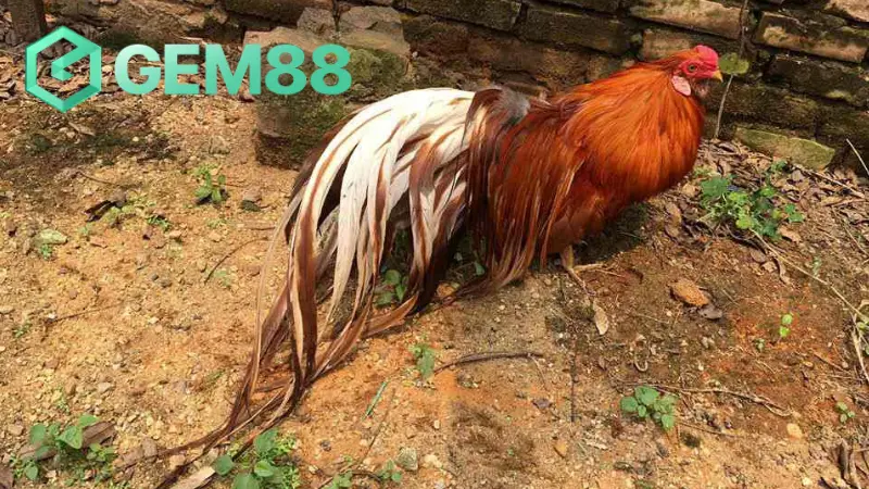 Anh em sẽ có những trải nghiệm cực kỳ thú, chất lượng tại các sàn đấu gà online