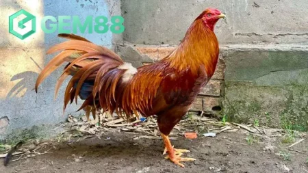 Với uy lực mạnh mẽ, kỹ năng chiến đấu đỉnh cao, tạo nên một trận đấu hấp dẫn, thú vị gà khét là một trong những chiến kê được anh em trong giới đá gà ưa thích.