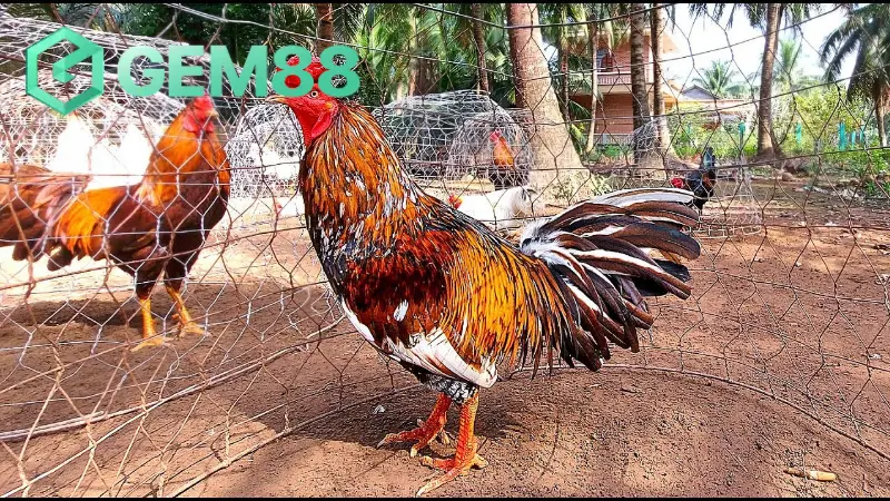 Gà khét là một trong những chiến thần kê có sức hấp dẫn vô cùng mạnh mẽ với các anh em đam mê đá gà